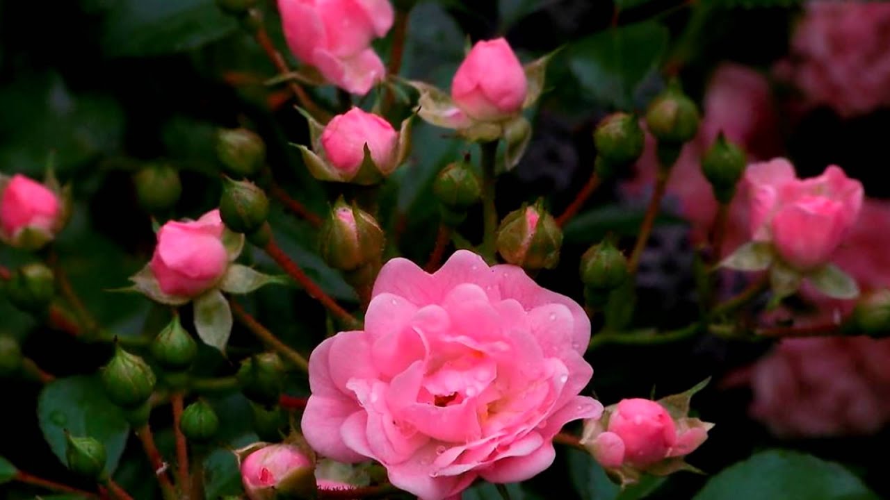 Andre' Rieu - Les Parapluies De Cherbourg (I Will Wait For You)