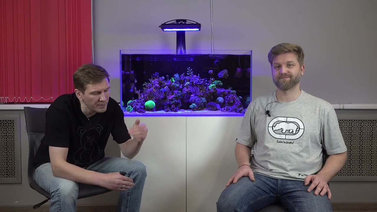 Хирурги лучшие чистильщики в морском аквариуме. Но стоит ли их заводить в нанорифе?