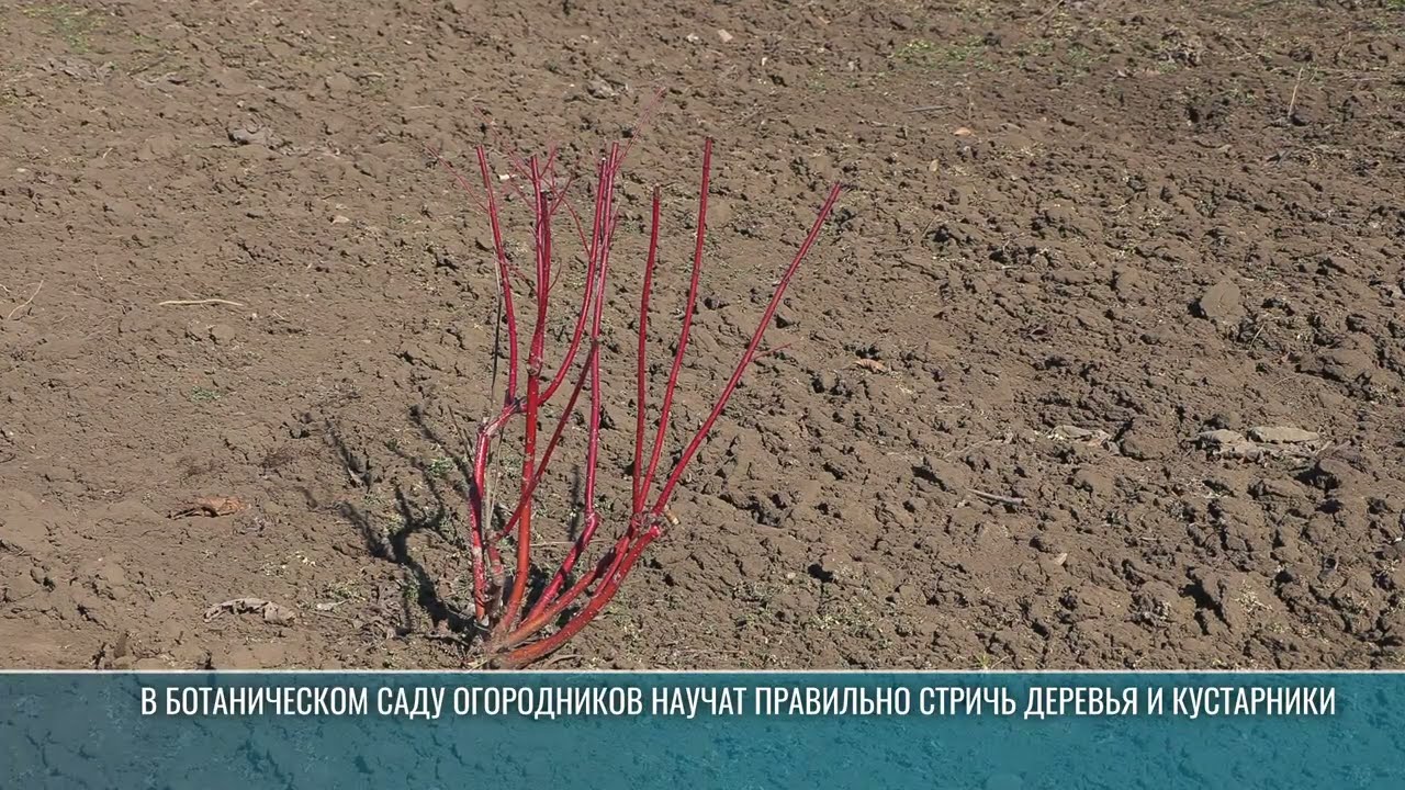 Как правильно подстригать деревья и кустарники, расскажут в Ботаническом саду