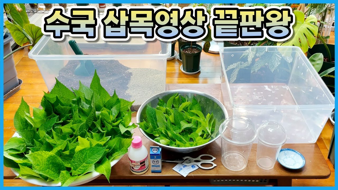 수국삽목 이렇게만 하면 실패할 수가 없어요!! 연중 삽목 가능한 수국삽목 아이템!!