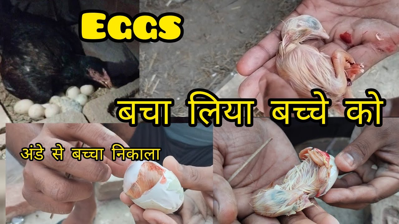 Pehli baar egg mein bacha nikala//Aseel chicks ko ande se nikala#aseelchick #aseel #egg