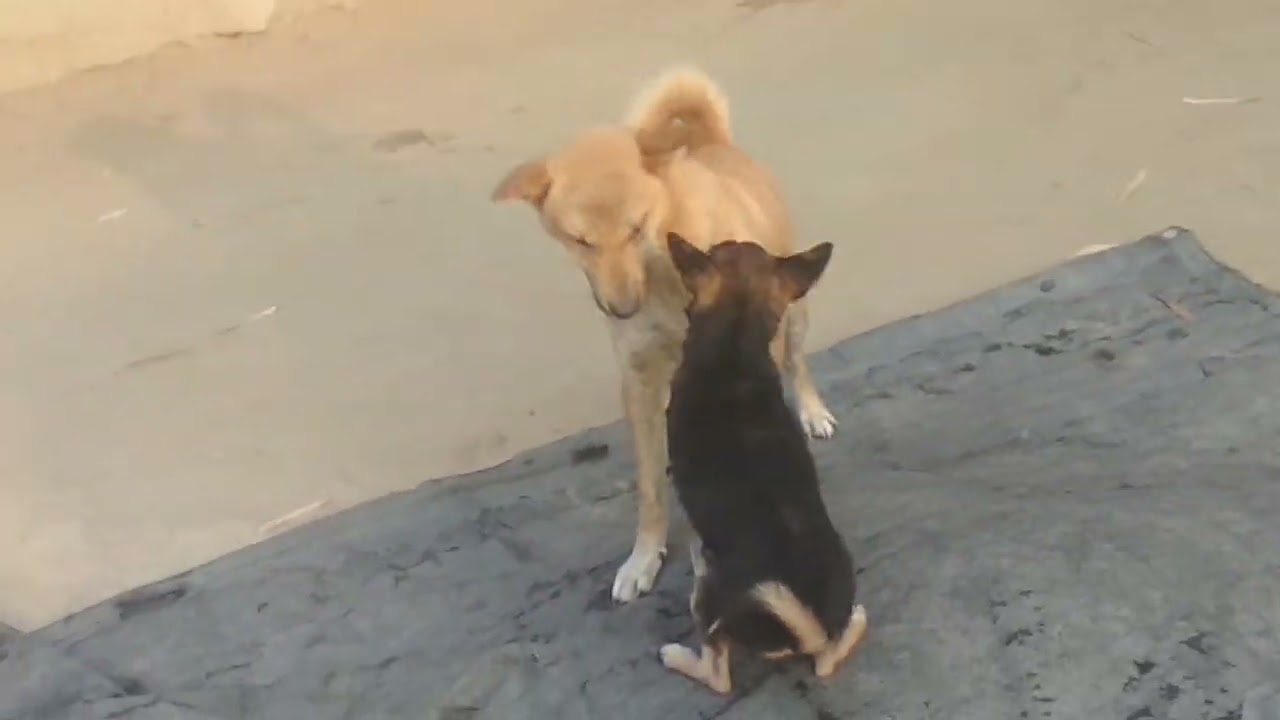 kukor aru baby khela