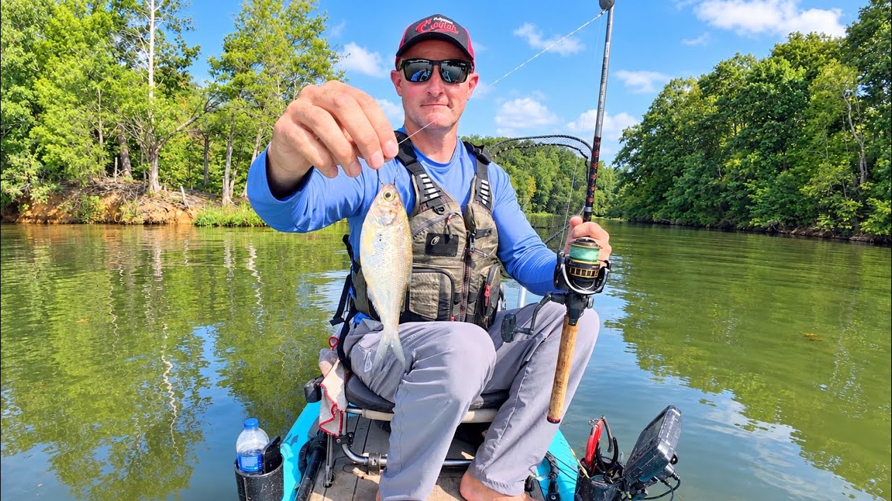 Live Baiting for BIG Catfish | Kayak Catfishing the Tennessee River