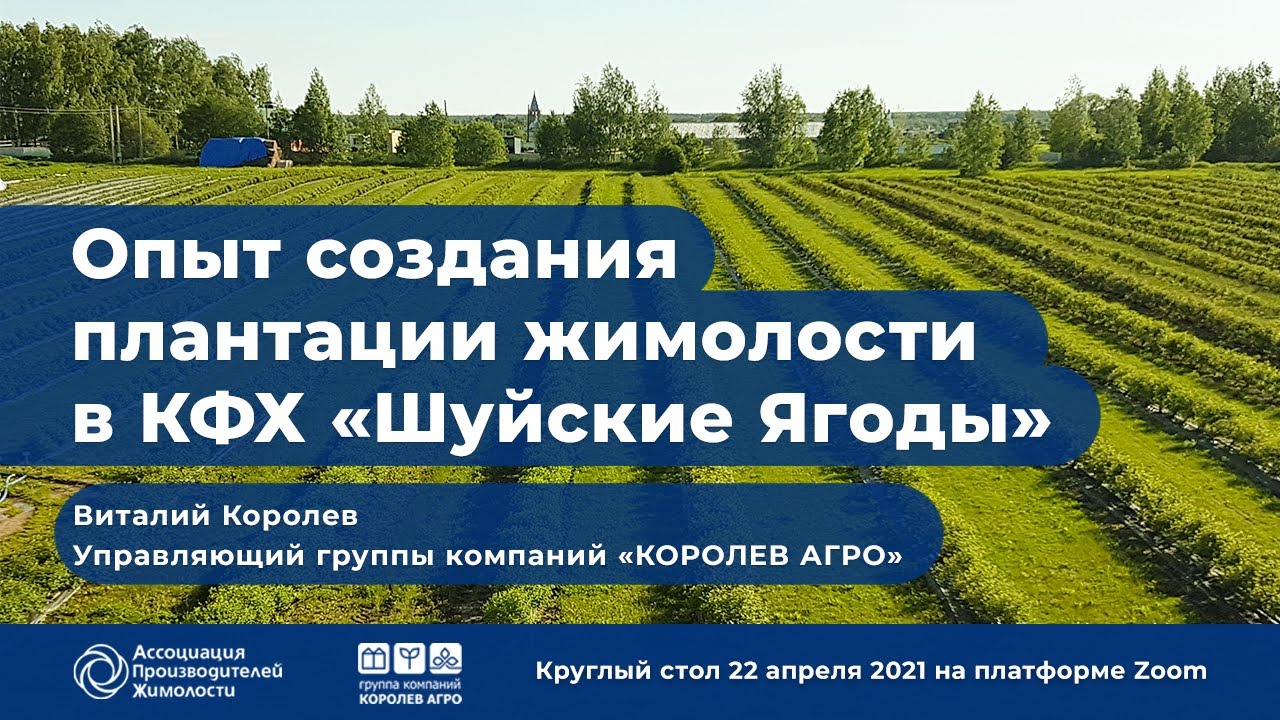 Опыт создания плантации жимолости в КФХ “Шуйские Ягоды”. Королев В.В.