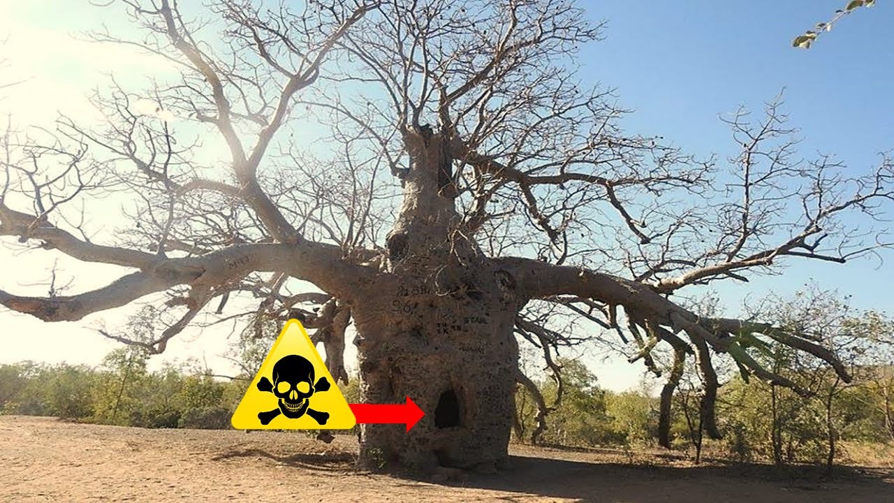 Top 6 Most Dangerous Trees: Shocking Dangers Lurking in Your Woods