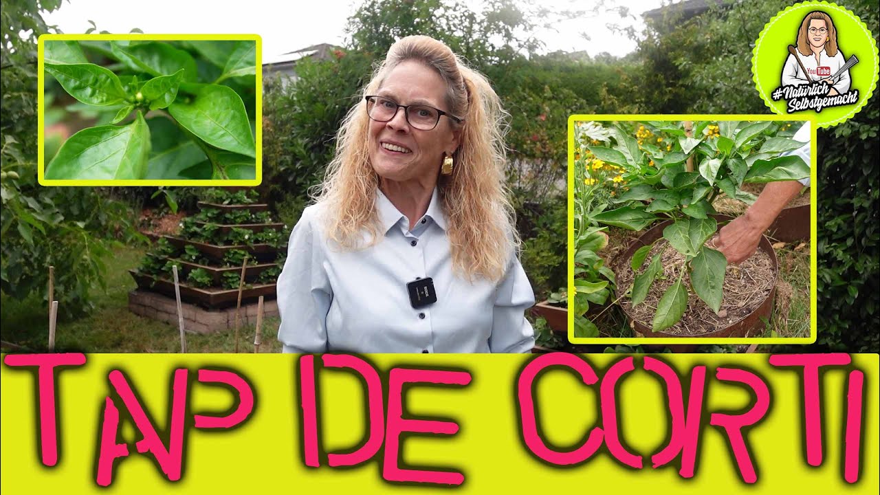 Paprika Tap de Corti - Es wird Saatgut f&uuml;r 2026 geben😀