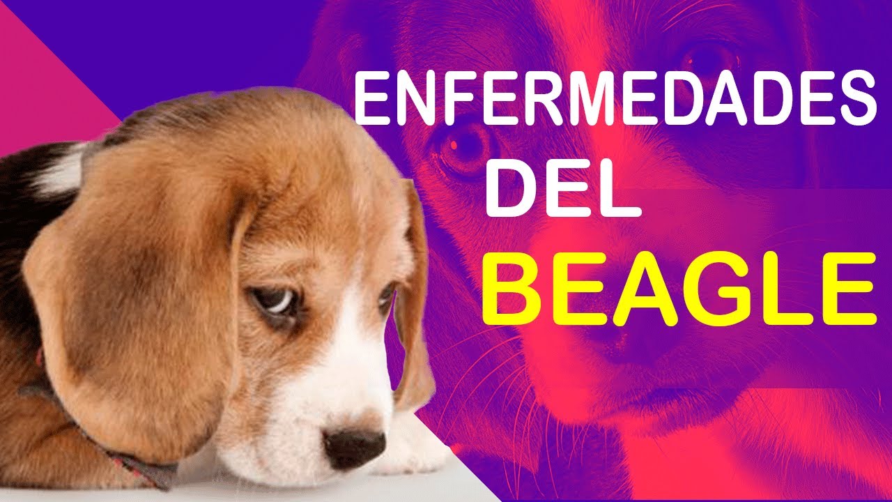 Enfermedades  de Los BEAGLE //Enfermedades   Comunes de Los BEAGLE.