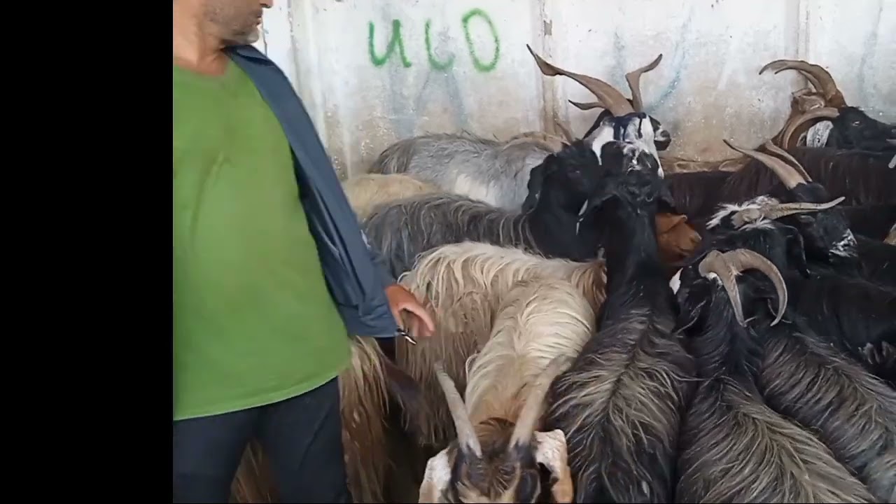 Молбозори Чоршанбе  н. Рудаки