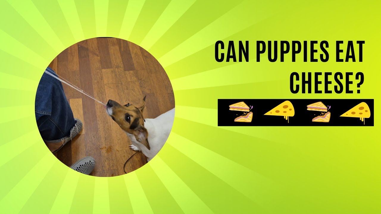Caught My Puppy Stealing My Cheesy Sandwich Again!🧀👉 #DogFails #PuppyEats #CuteDogVideo #CheeseLover