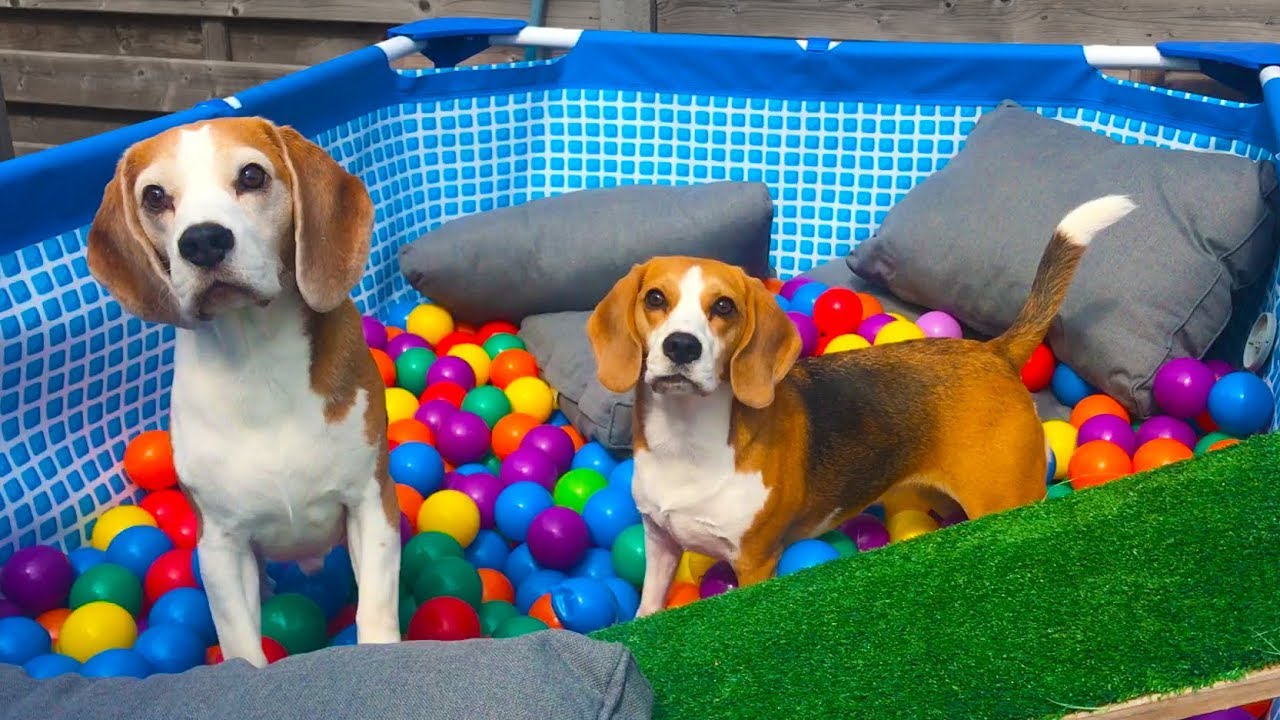 Turn Your Pool into a Ball Pit After Summer | Funny Beagle Dogs in Action!