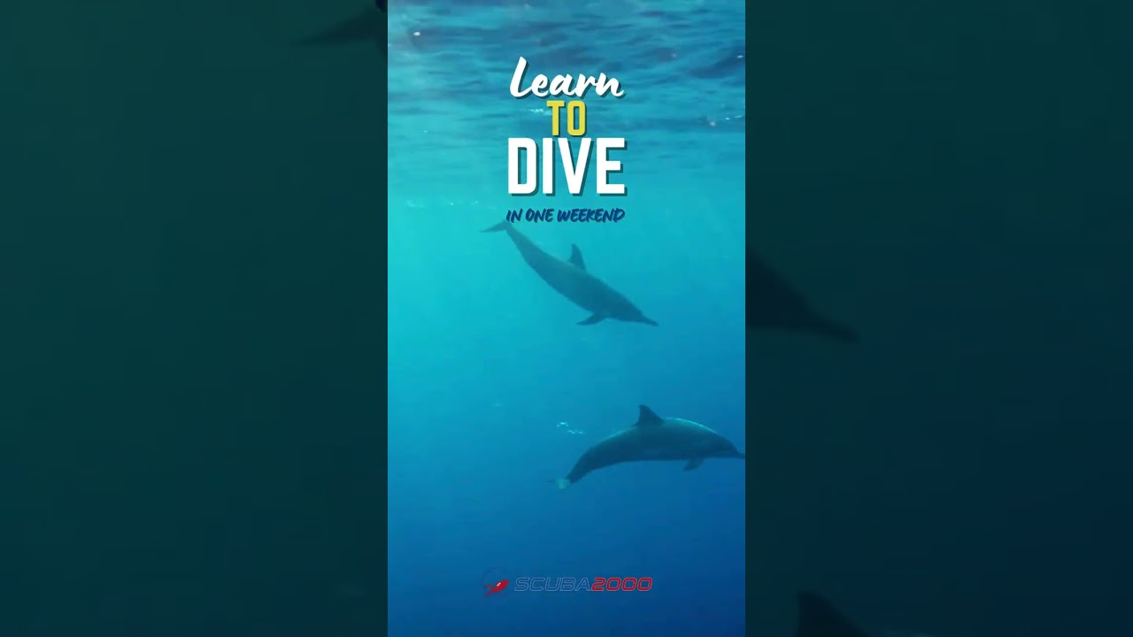 Learn to Dive