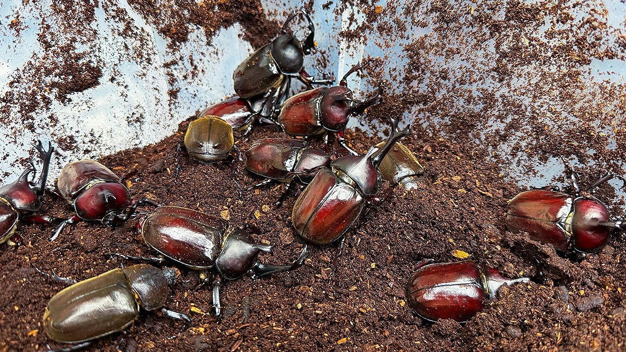 カブトムシがいっぱい羽化してきました