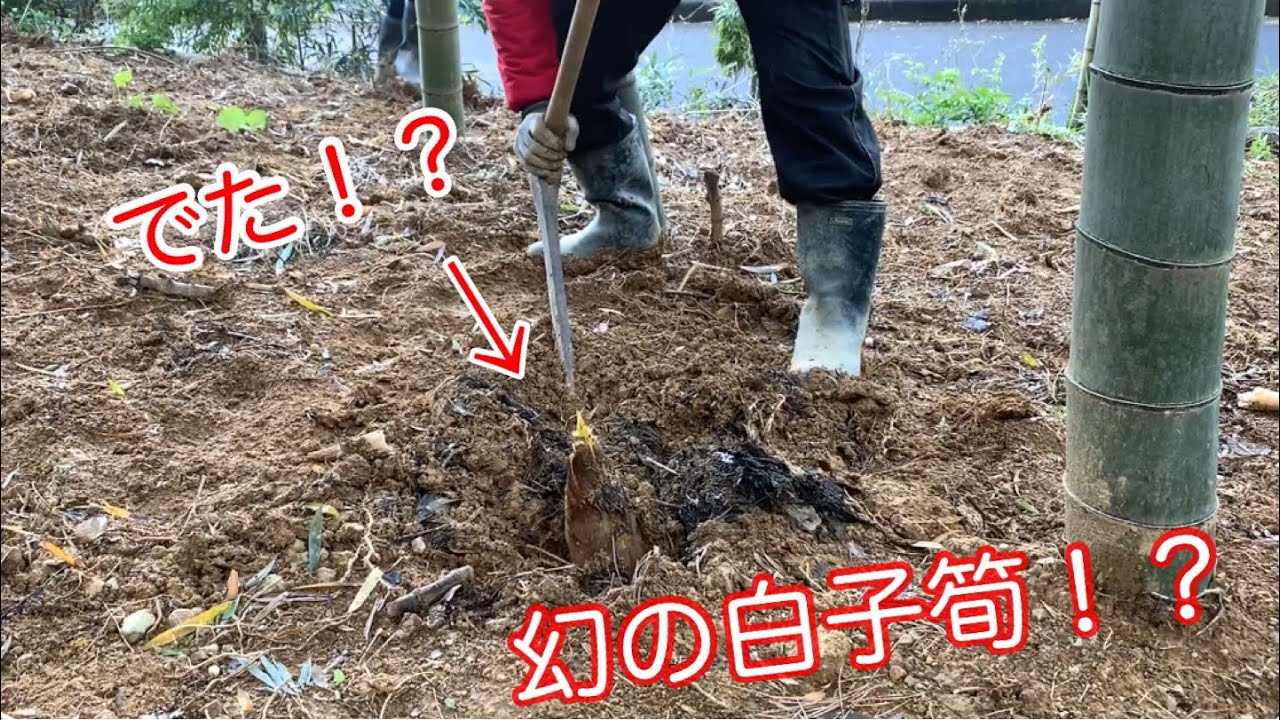 長岡京産の幻の筍をいただき隊。取材編！