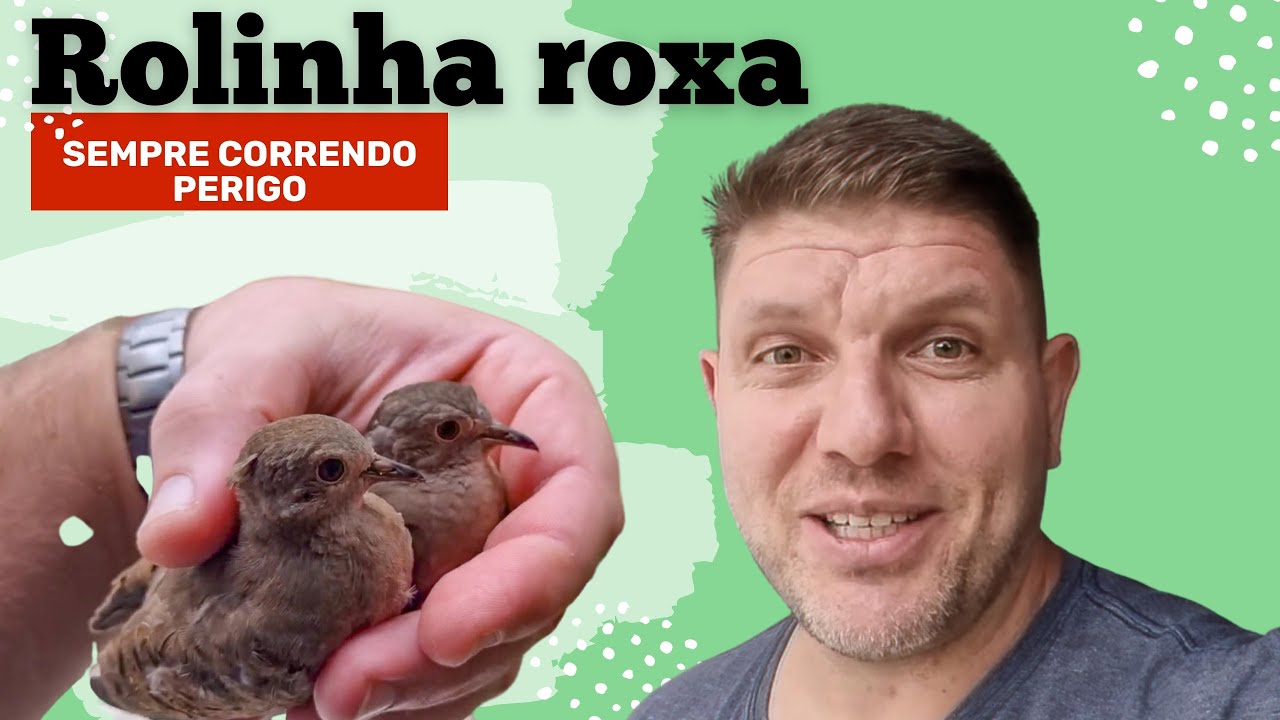 Rolinha roxa essas fominhas sempre arriscando a vida todos os dias