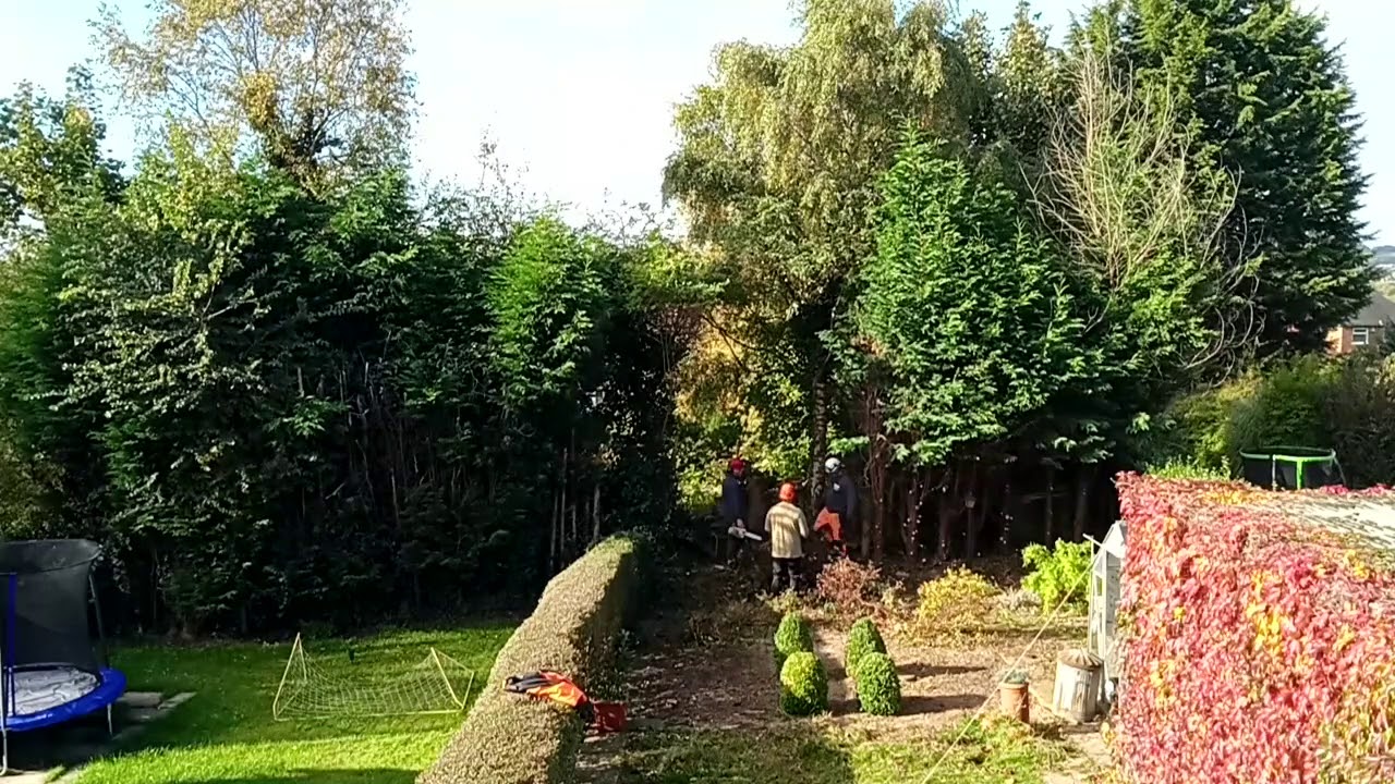 Removal of the conifer Trees Time-lapse