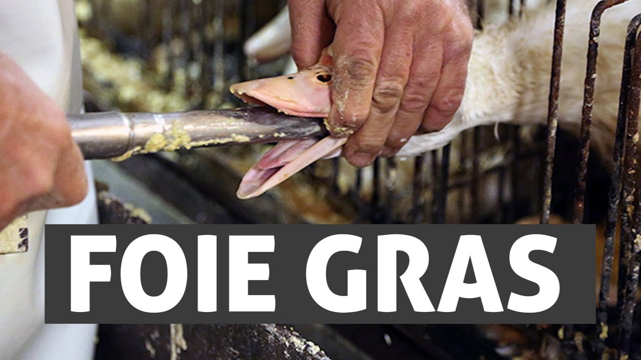 FOIE GRAS: NAJWYŻSZA CENA SMAKU