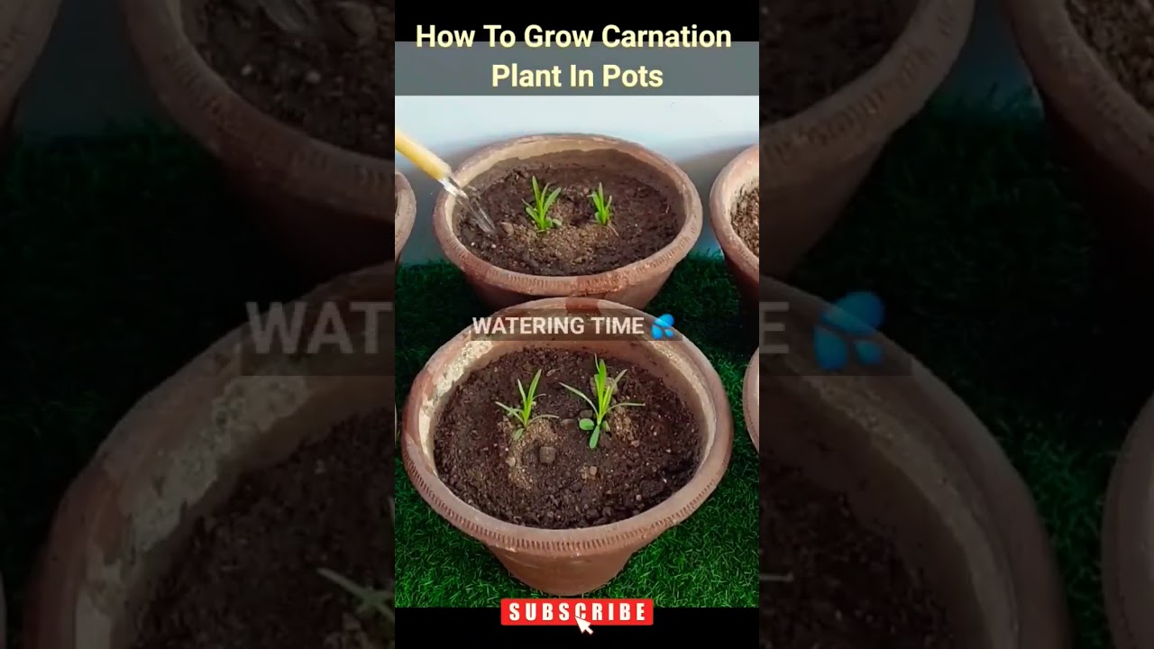 How To Grow Carnation Plant In Pots 🪴 #carnations #carnation #flowerplants