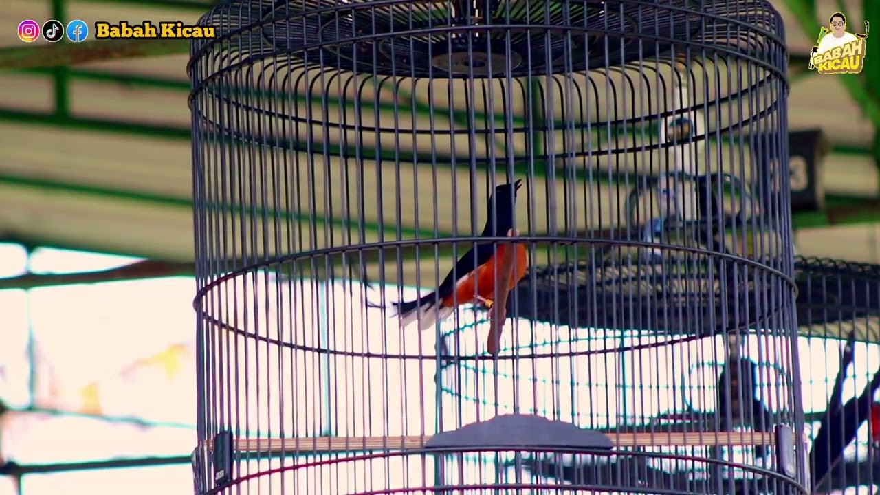 Pancingan Burung Murai Pasti Nyaut.