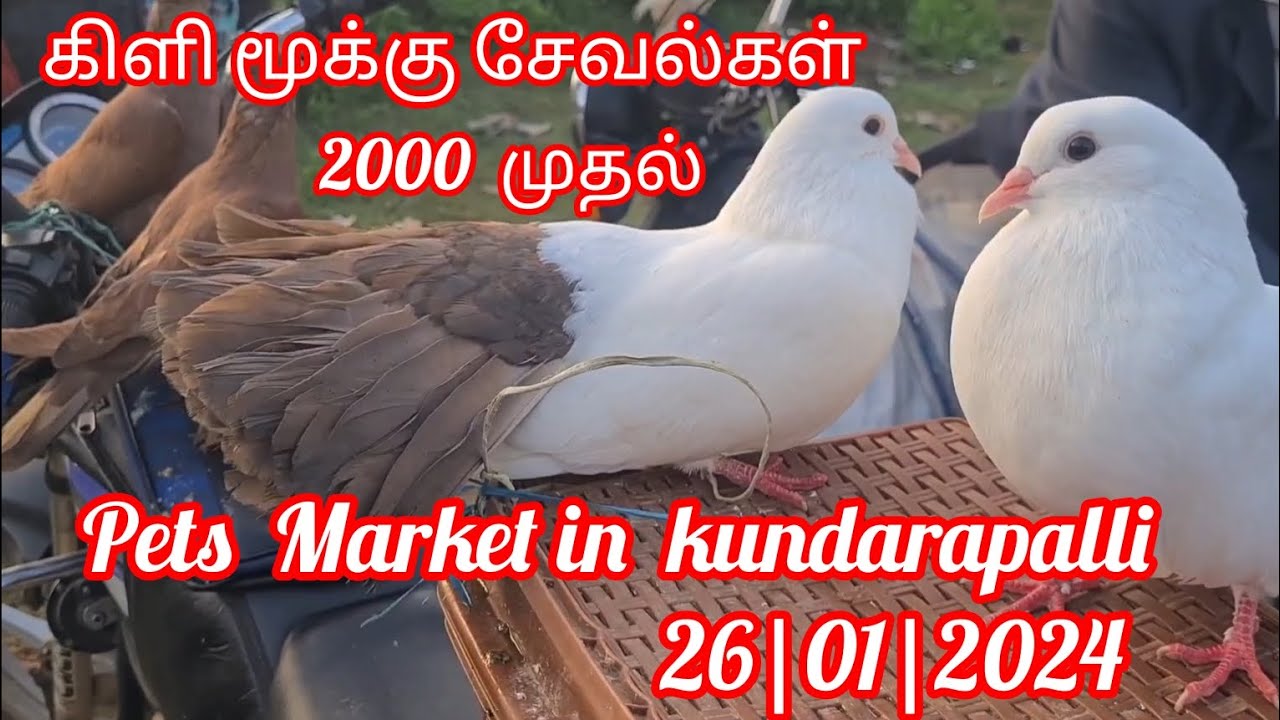pets market in kundarapalli🐓🕊️🐃|#pets #birds #petsmarket #youtubevideos #video