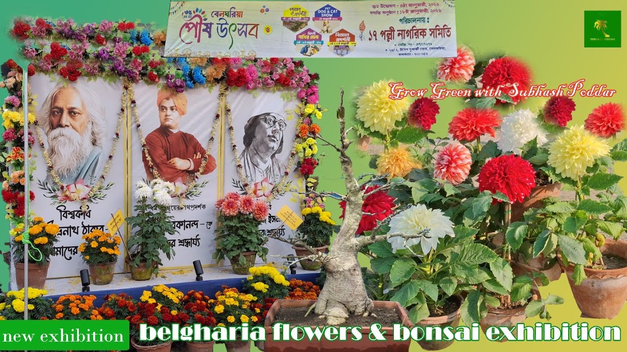 Belgharia flowers and bonsai exhibition. Bonsai/flowers/vegetables etc