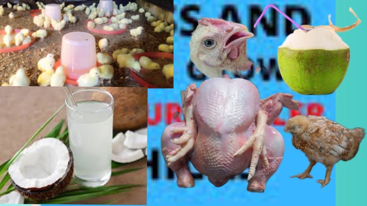How to use coconut water for broiler weight gain, stop early mortality in brooding and heat stress.