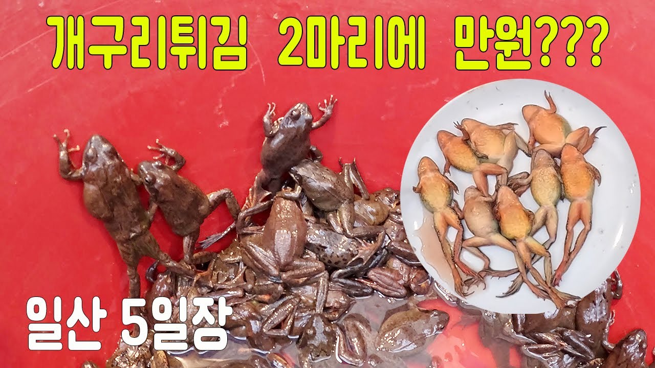 고양 일산5일장, 개구리튀김 2마리에 만원??