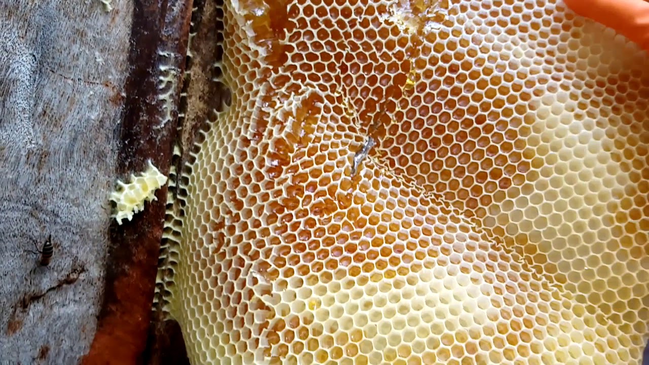 Panal de Abejas