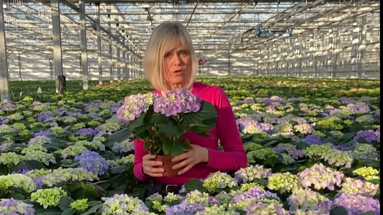 Hortensia inomhus - så här gör du
