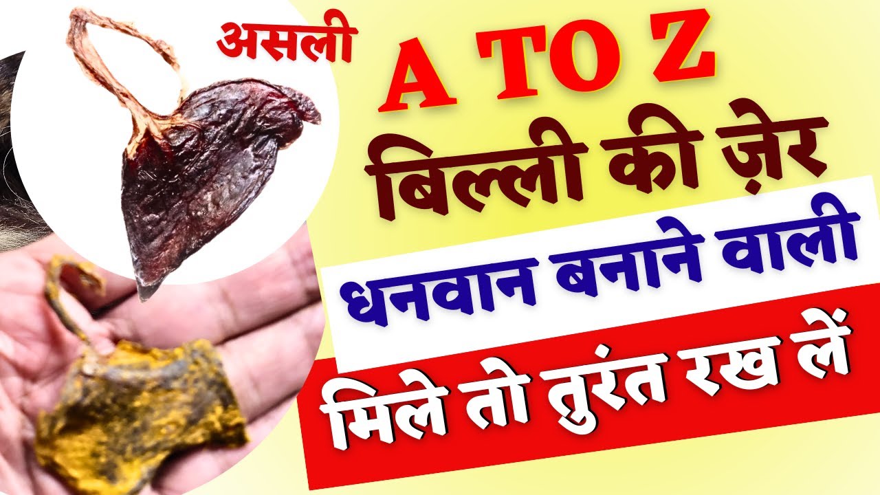 बिल्ली की जेर के फ़ाएदे / भाग्य बदलने वाली बिल्ली की नाल कैसे सिद्ध करें | Asli Billi Ki Jer |