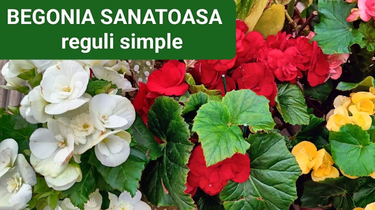Begonia ingrijire , ciupire