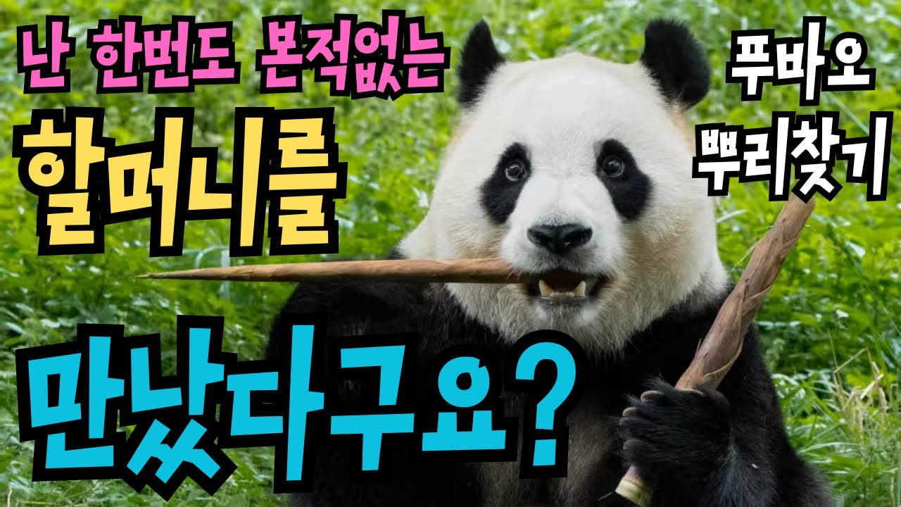 🐼푸바오Fubao의 친할머니가 아직 현역 활동 중🌈판다의 근원지 바오싱Baoxing 판다기지로 출발🍒선수핑 꼬질판다 연탄이 페이홍[선빈자이]의 외할머니도 이웃사촌👏