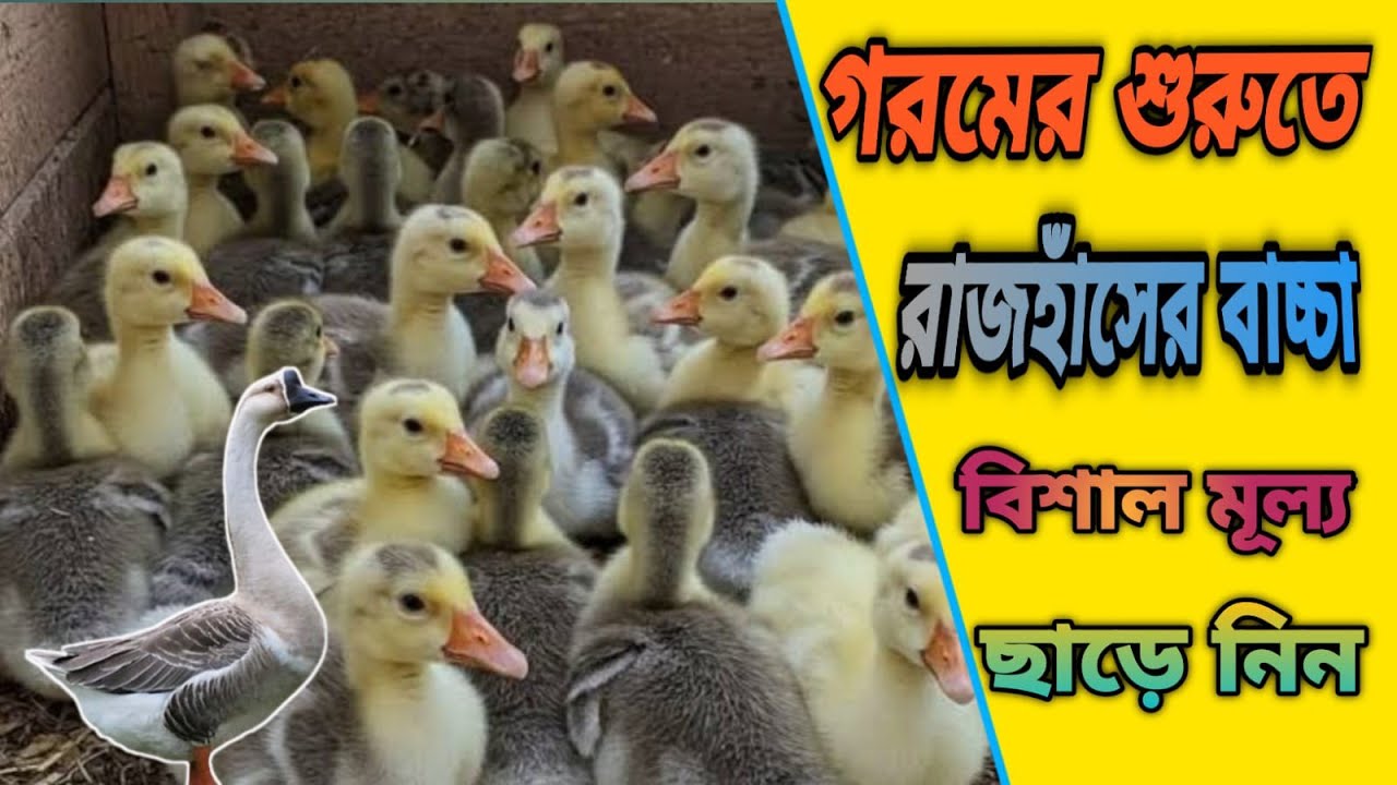বিশাল মূল্য ছাড়ে রাজহাঁসের বাচ্চা হোম ডেলিভারি নিন।#রাজহাঁসের_বাচ্চা #হাঁসের_বাচ্চা #rajhash 