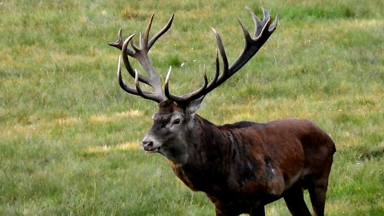 Rykowisko 2025r. Najpotężniejszy Byk na Terenie!! 22-stak🦌