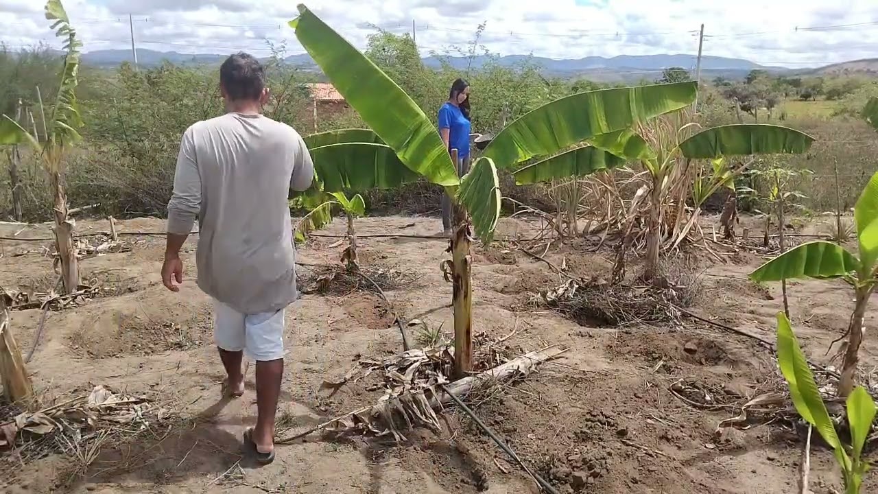 Plantio de andu e milho no sítio / continuação do reboco