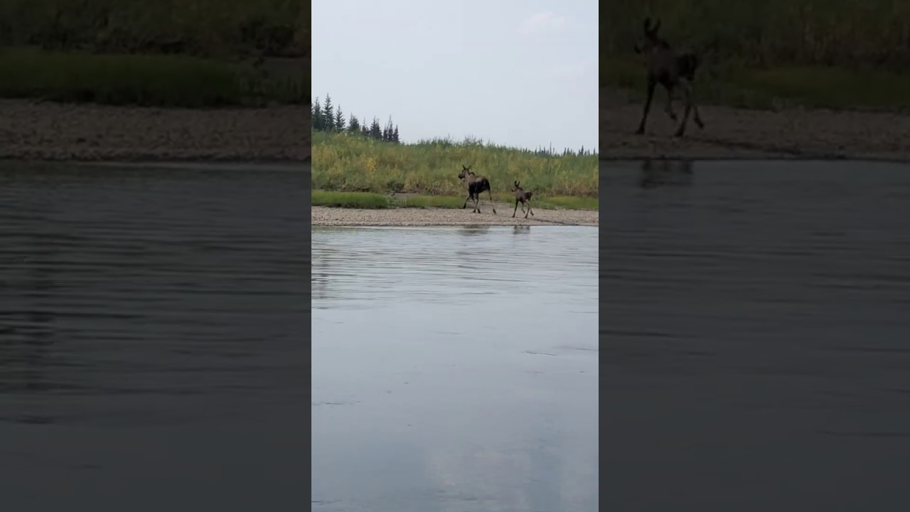 Fireline Video: Watch as a Moose and Baby Swim Across the Draanjik River Chalkyitsik Complex