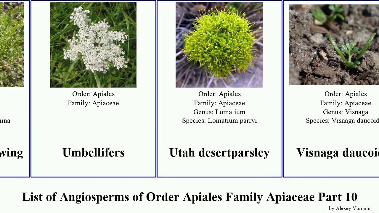 List of Angiosperms of Order Apiales Family Apiaceae Part 10 desertparsley xanthosia wild western