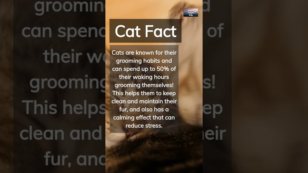 The Fascinating Grooming Habits of Cats #shorts #cats