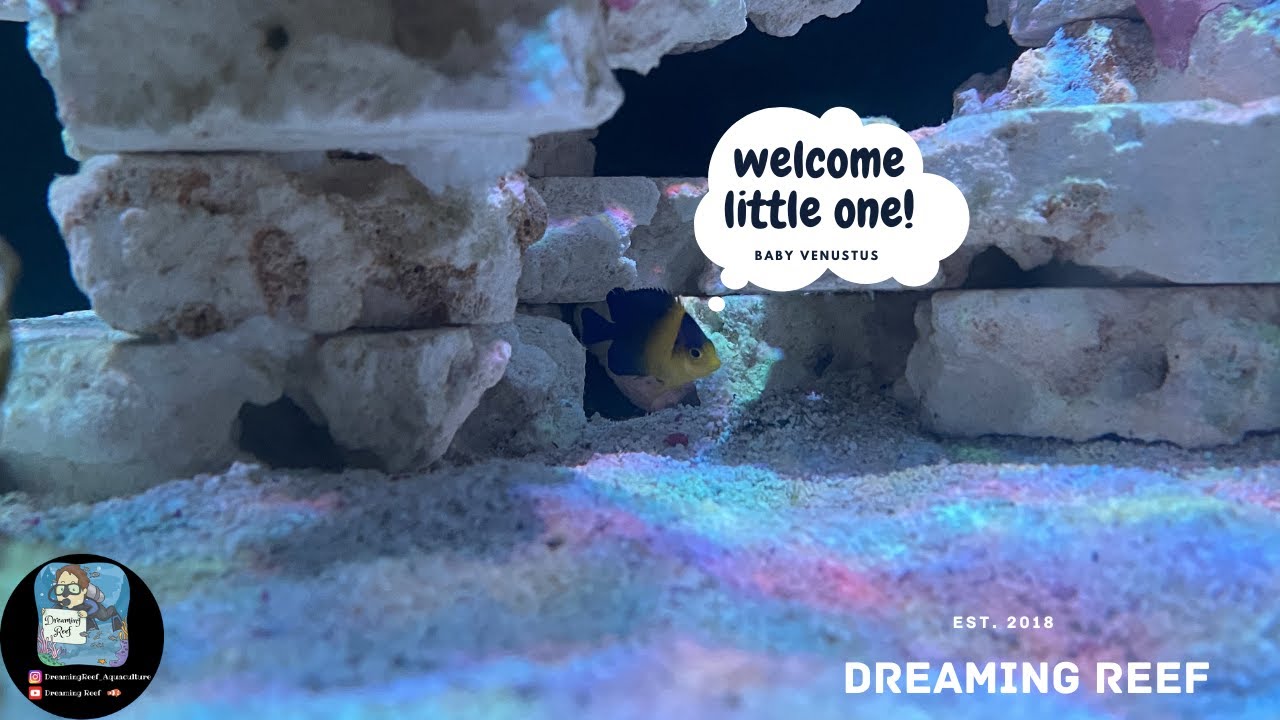 Captive Bred Venustus Angelfish