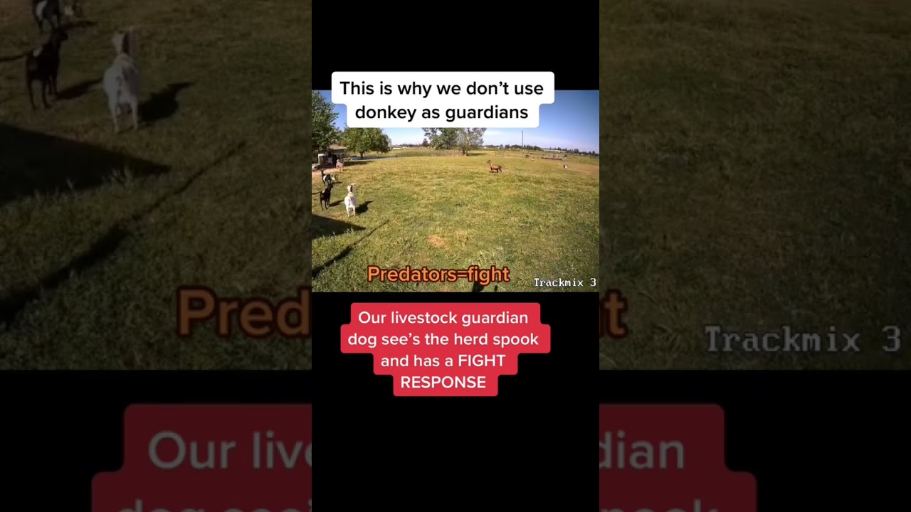 Livestock guardians. We use predators w fight mode (dogs)not prey animals w flight mode like donkeys