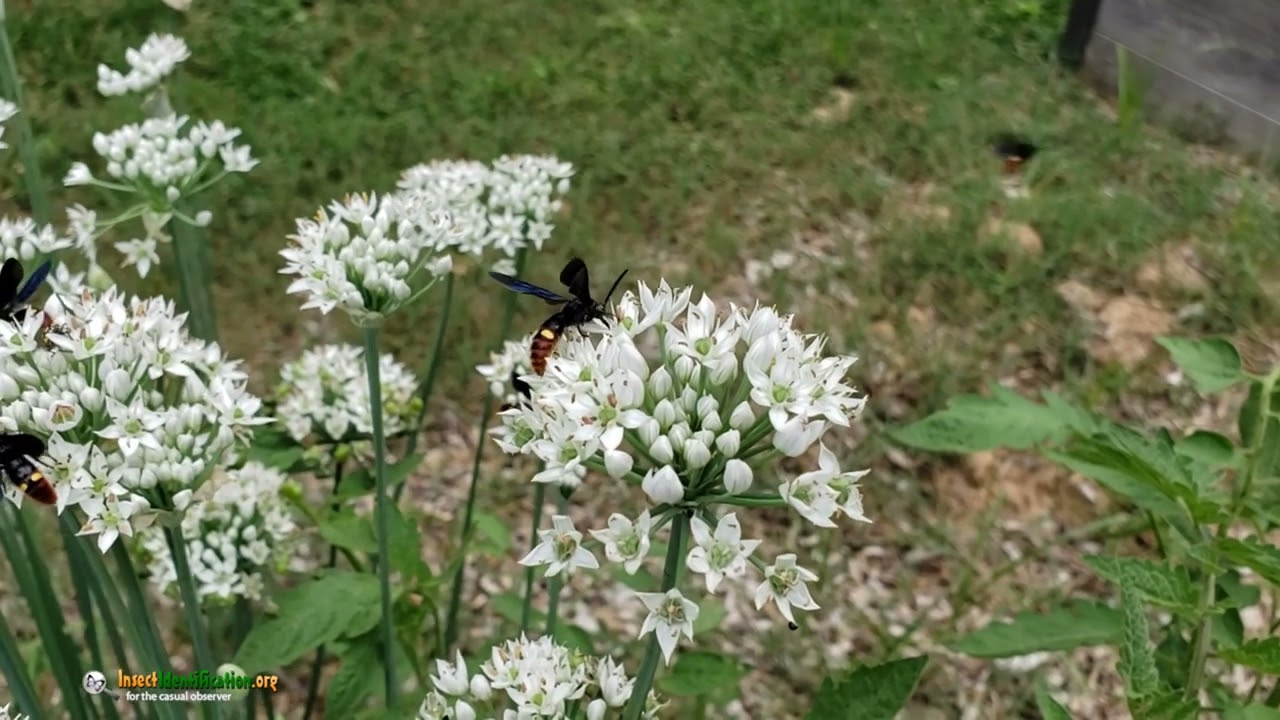 Blue-winged Wasps taking nectar