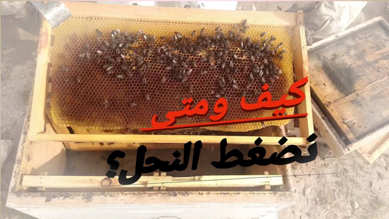 ضغط النحل وسحب اطارات الغذاء الزائدة