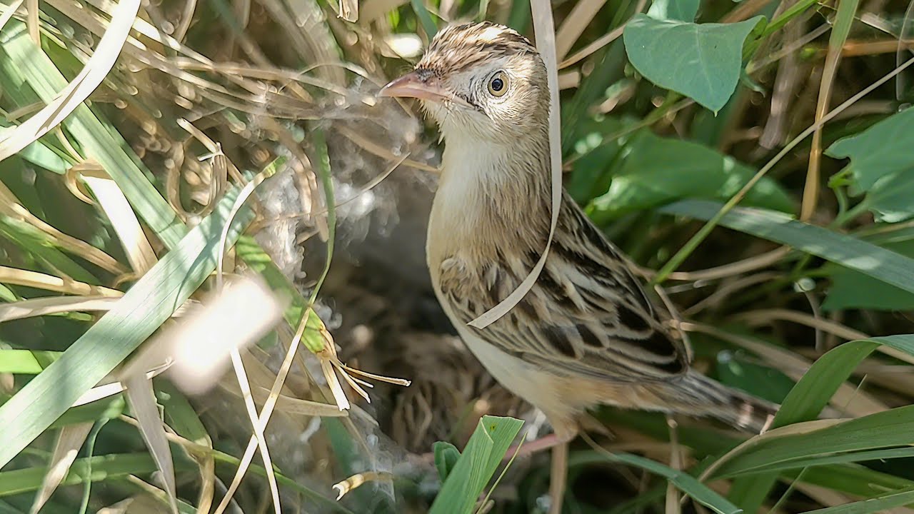 Cute Zitting Cisticola Bird Babies