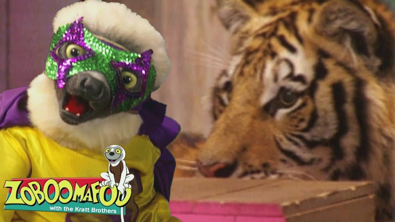 Pop Vai o Tigre | Zoboomafoo Português - WildBrain | Episódios Completos para Crianças