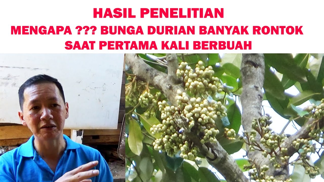 Hasil  Penelitian ❗❗ Mengapa Bunga  & Buah  DURIAN Rontok Saat Pertama Berbuah