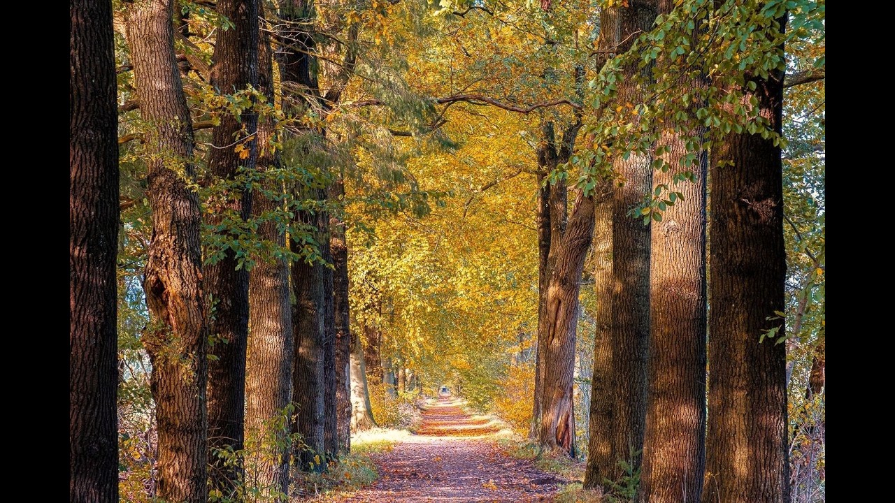 Lage Vuursche en omgeving.