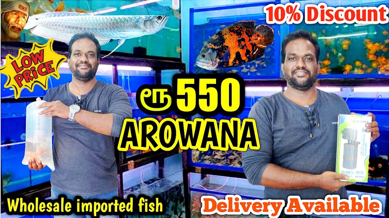 Chennai's Biggest Arowana Shop Aquarium | Kolathur fish market | Imported Arowana |Sri Baba aquarium