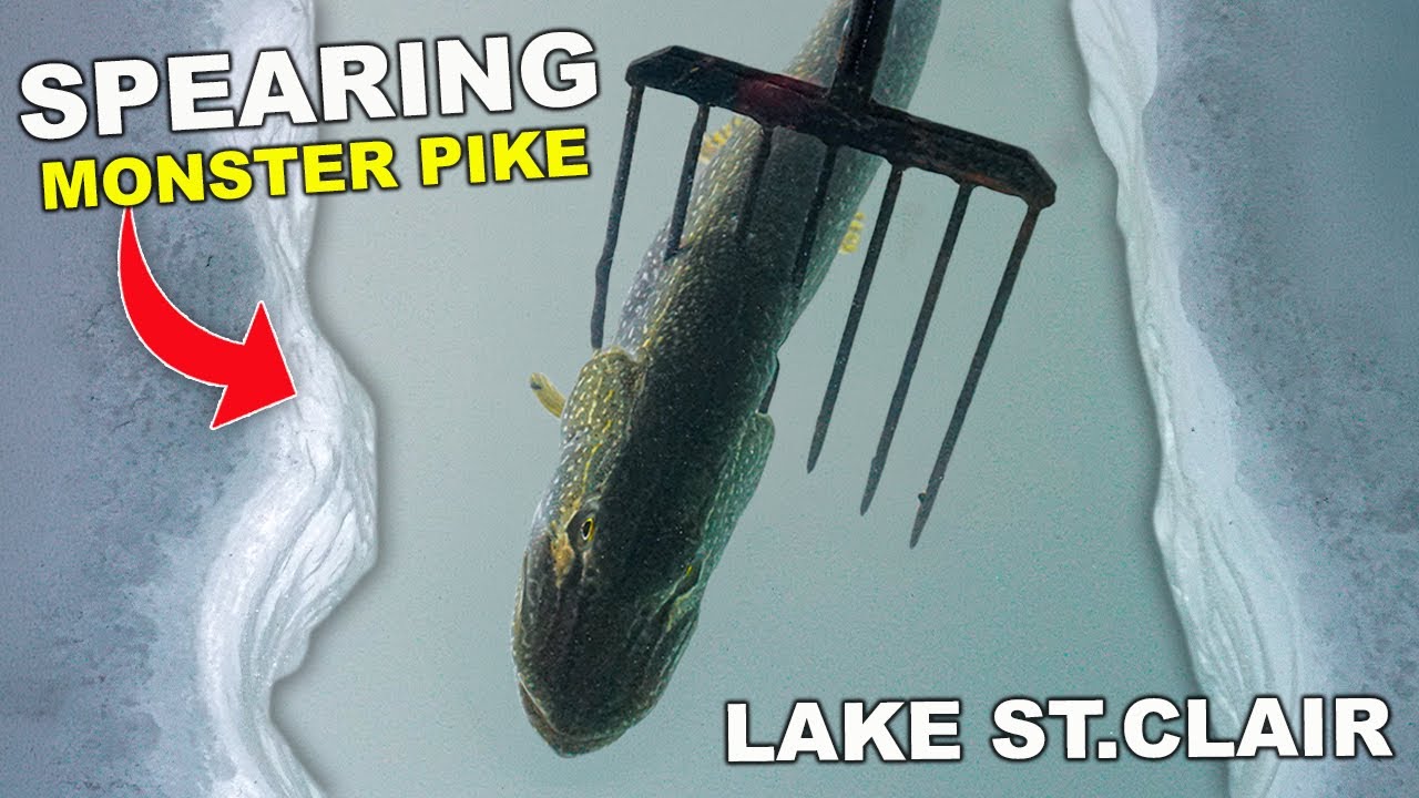 Lake St. Clair PIKE SPEARING - BIG Pike in Shallow Water!