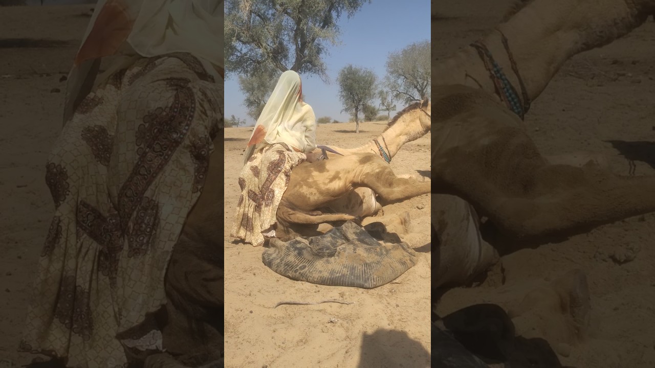 جمل أنيق رائع يهز ذيله في محاولة لإسقاط الفتاة في النهاية، كيف سقطت الفتاة أم لا.