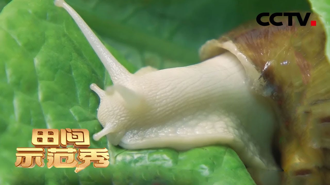 神奇！蜗牛也挑食？看专家如何给白玉蜗牛布置小窝，避免蜗牛缩壳 | CCTV「田间示范秀」20210120
