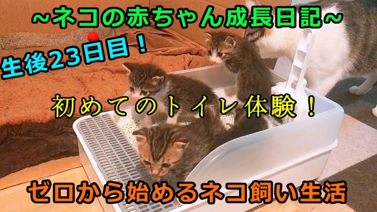 【生後23日目】子猫が初めてのトイレをすると・・【ネコが好きすぎる人】【kitten growth diary】